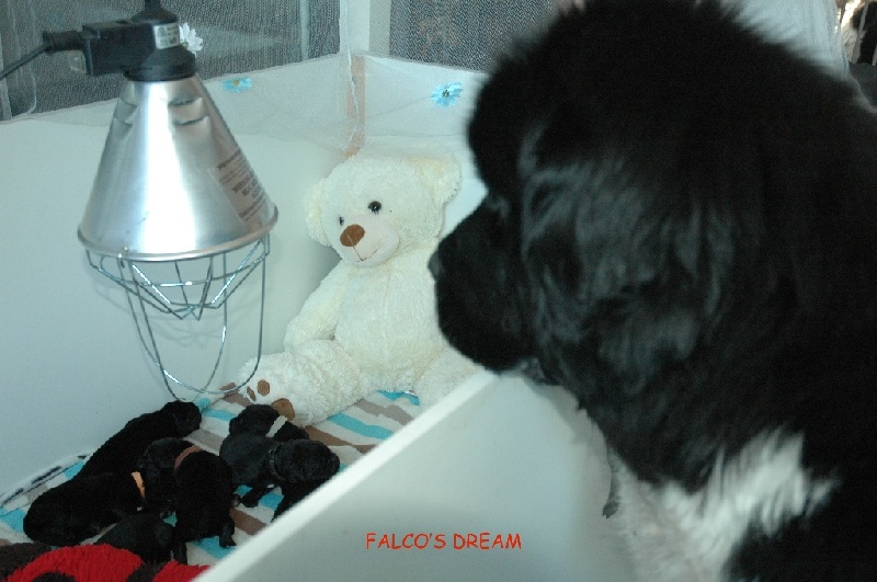 falco's dream - Terre-neuve - Portée née le 06/06/2015