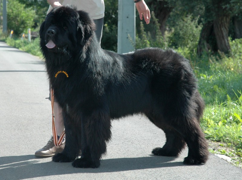 Blodwen newfy du Pas de Mer